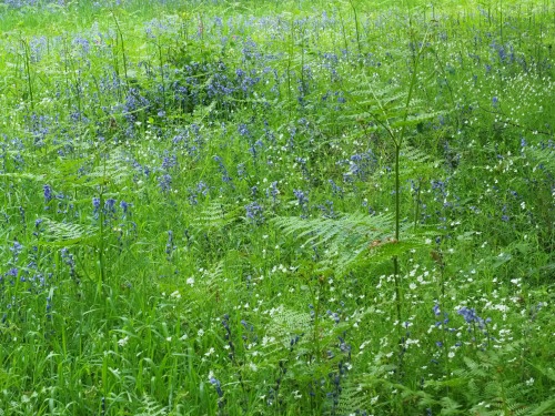 Foxley Wood Nature Reserve, Norfolk10th May 2022