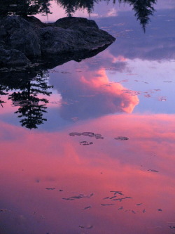 justemoinue2:  Pink Reflections 