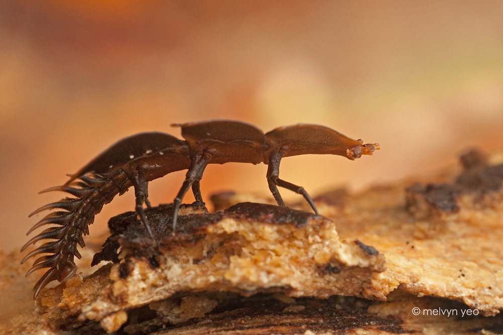 zooophagous:  end0skeletal:   Read more about trilobite beetles and larva here! Photos