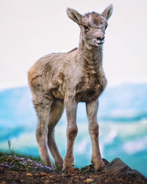 zeisenhauer: Baby Mountain Goat on the trail up Mt Washburn in Yellowstone. @zeisenhauer