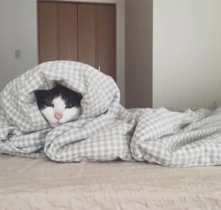 world-of-cats:  Source  Mood. 