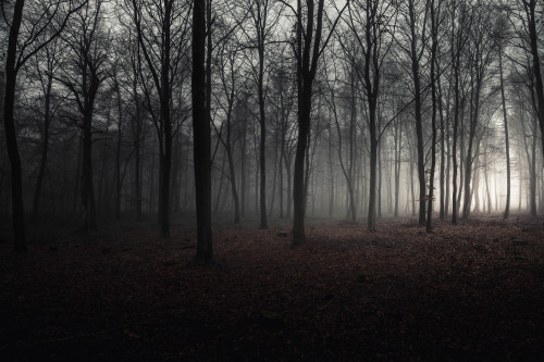 ardley:Sheers Copse &amp; WychwoodPhotographed by Freddie Ardley - Instagram @freddieardley