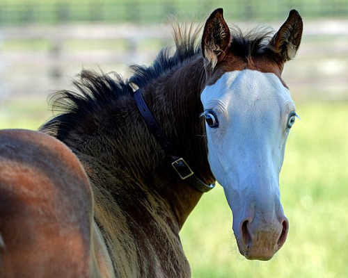 all-the-horses:Southern PhantomBodemeister x Out For RevengeThoroughbred, StallionBorn 2016
