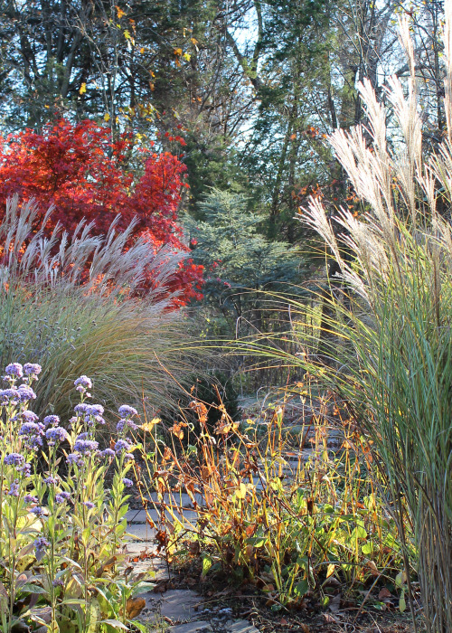 November 8 2014 Last colors of the season on this frosty morning.  Jindai Tatarian Aster and Morning