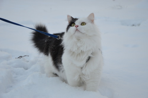 karasratworld: Muenster was super interested in the snow so we took him out for a few minutes so he 