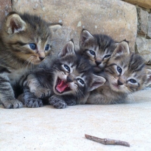 My small army of cats… in order: Twig; Marlo and Meelo, the twins; Bartleby 1; Theodore Roose