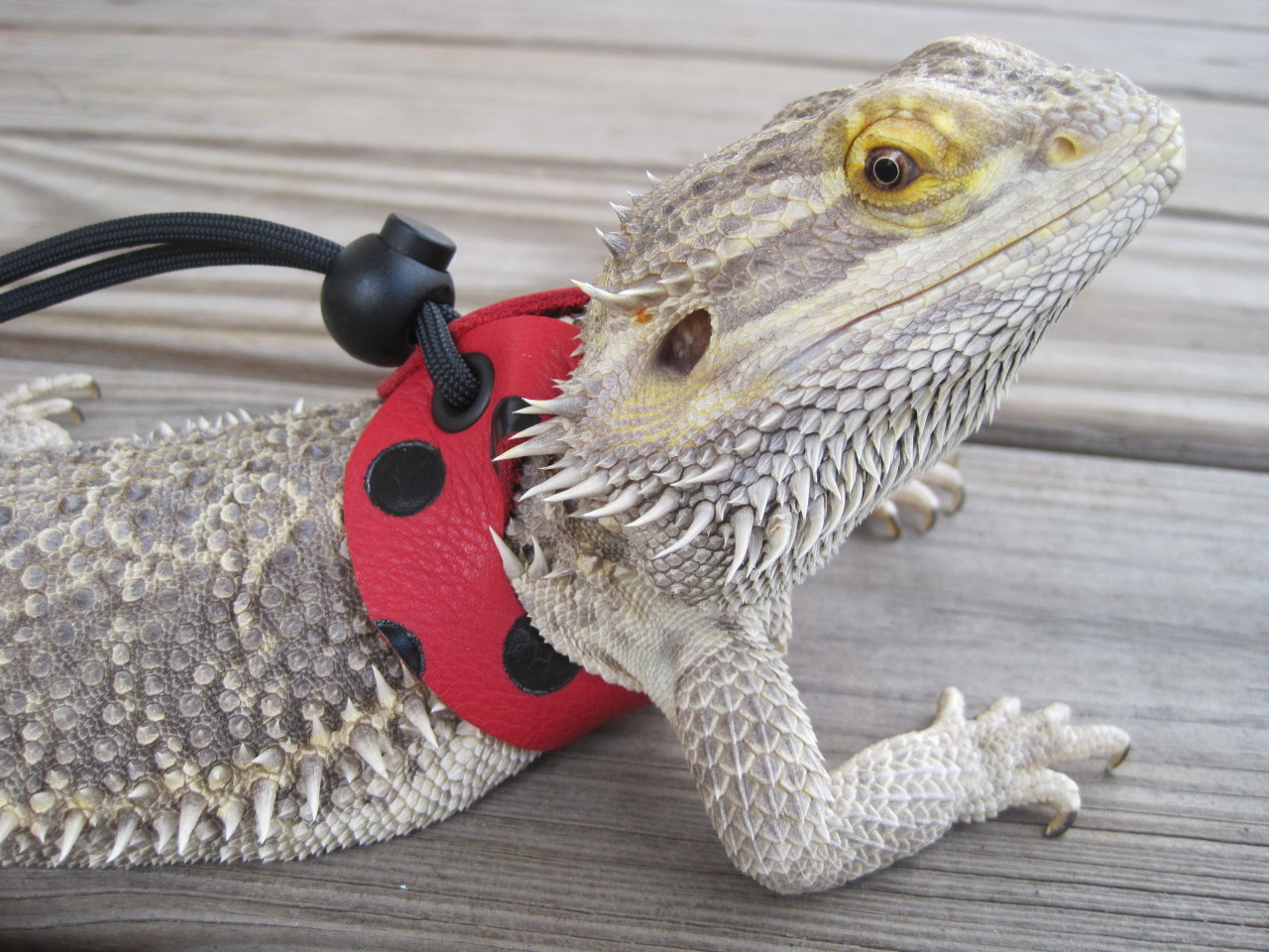 yeahponcho: lizardloverz:   Happy spring!  Got some new styles up in my shop.  You