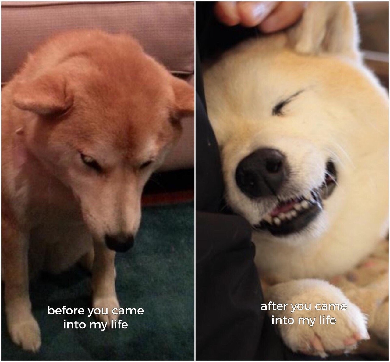 Wholesome Memes