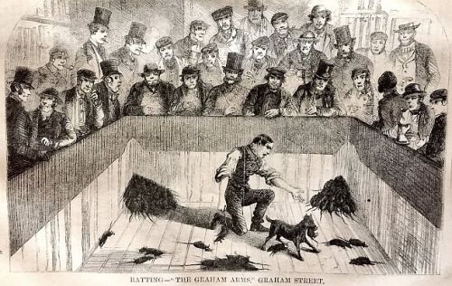 The bloodsport of rat-baiting at the Graham Arms, Graham Street (1861) [UK]. From &lsquo;London labo