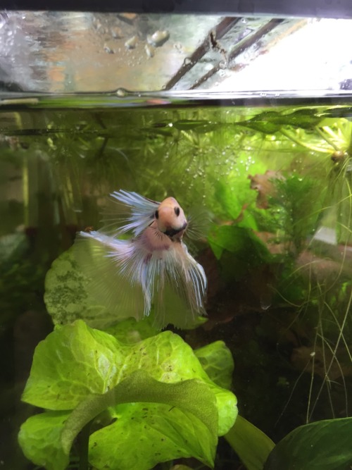 pardonmyfish:Man, this fish photographs SUPER well. I swear he’s posing when he sees the camer