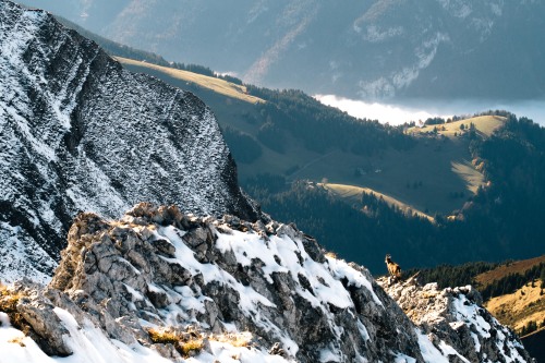 Bouquetin, sommet de Pointe Blanche, Massif des Bornes.10/2015