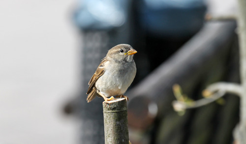 A House sparrow in Skärholmen.