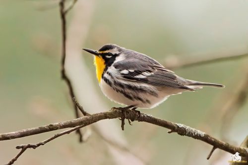 Yellow-throated Warbler  This Warbler has been the main attraction at Franklin Park! I happened to c