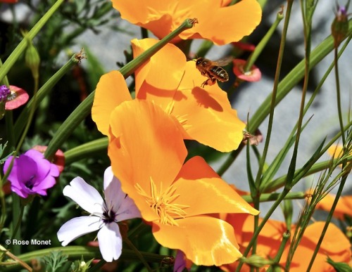 rosemonetphotos: Eschscholzia californica         Pavot de Californie, Pavot d'A