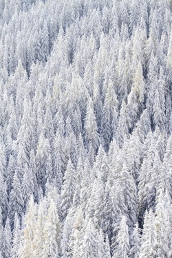 0rient-express:  Snow Forest | by Walter