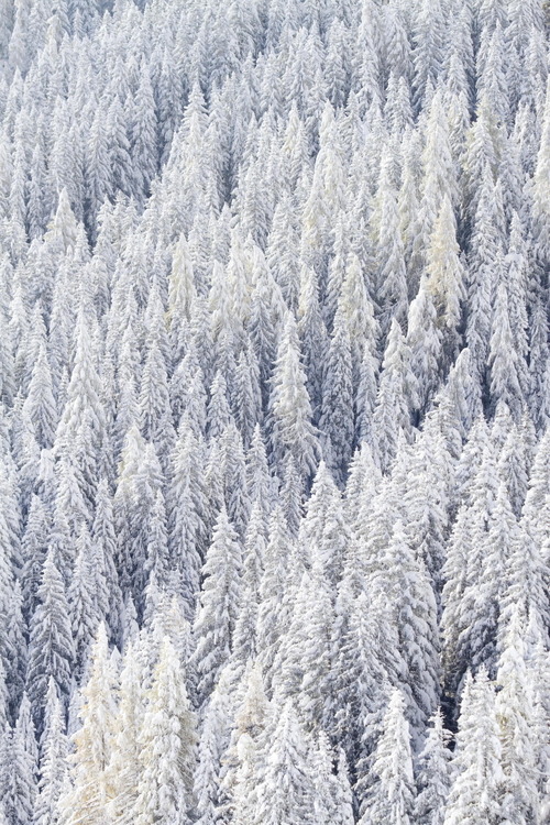 Sex 0rient-express:  Snow Forest | by Walter pictures