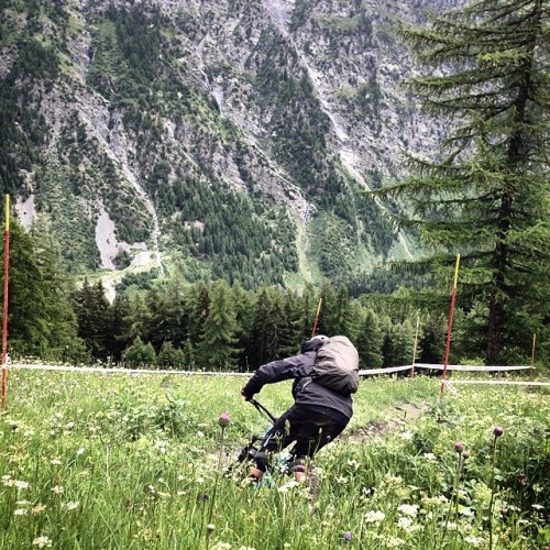 estrangedadventurer: Silverbacks and flowers. Checking some more stages in La Thuile this morning. I