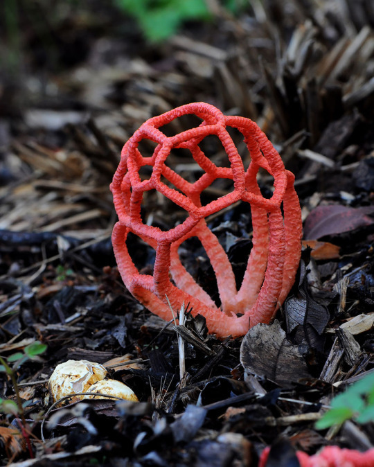 Okay, but can we just appreciate how aesthetically pleasing mushrooms are?