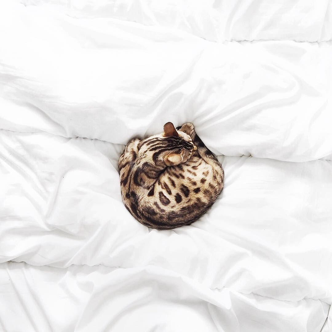 Get a cat they said, so much less responsibility than a dog they said&hellip;anyone