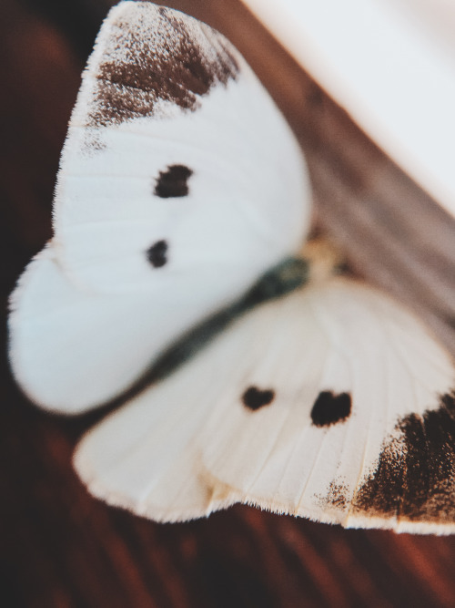 photo-wzrd - The small white (Pieris rapae) is a small- to...