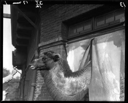 fieldmuseumphotoarchives:Mammal Monday, Camel.  “Please, pay no attention to that man behind