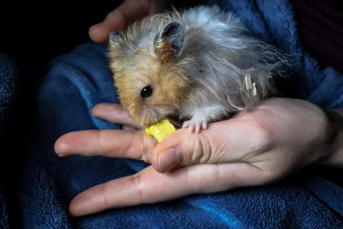 A tousled fluffy boy decided that being handled isn’t as bad as it seemed, oh joy!