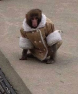 manhood:  Get his look: IKEA Monkey Jacket: