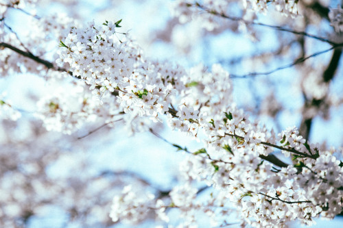 Cherry Blossoms in Toronto 