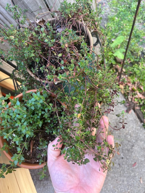 First Garden Update Of The Season! These Are Some Of My Herbs This Year. Hanging In Baskets And In Random