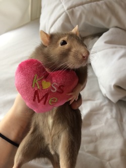 websad:  happy valentines day from ur fav rat 