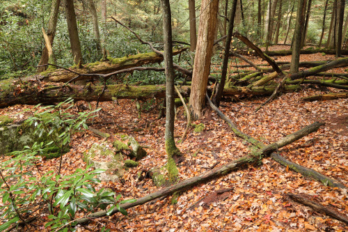 vandaliatraveler:Late October scenes from the virgin hemlock forest along Little Laurel Run. An exte