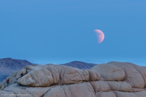 zoeblue:The super moon eclipse of September 27, 2015 as seen from Joshua Tree National Park. I was a