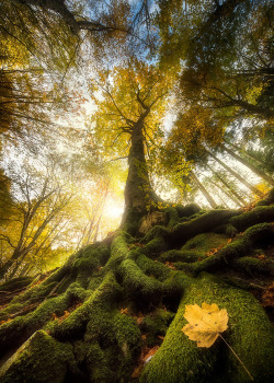 coiour-my-world: The goodbye of a leaf ~ Alberto Ghizzi Panizza