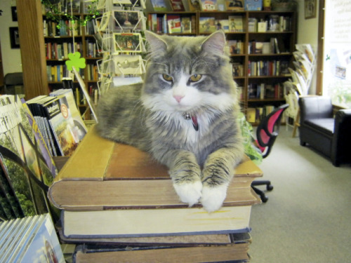 Shop Cat Melville - Battlefields &amp; Beyond Bookstore, Gettysburg, PA (via Melville&rsquo;s World)