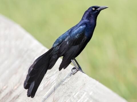 Great-tailed Grackle Appreciation Post