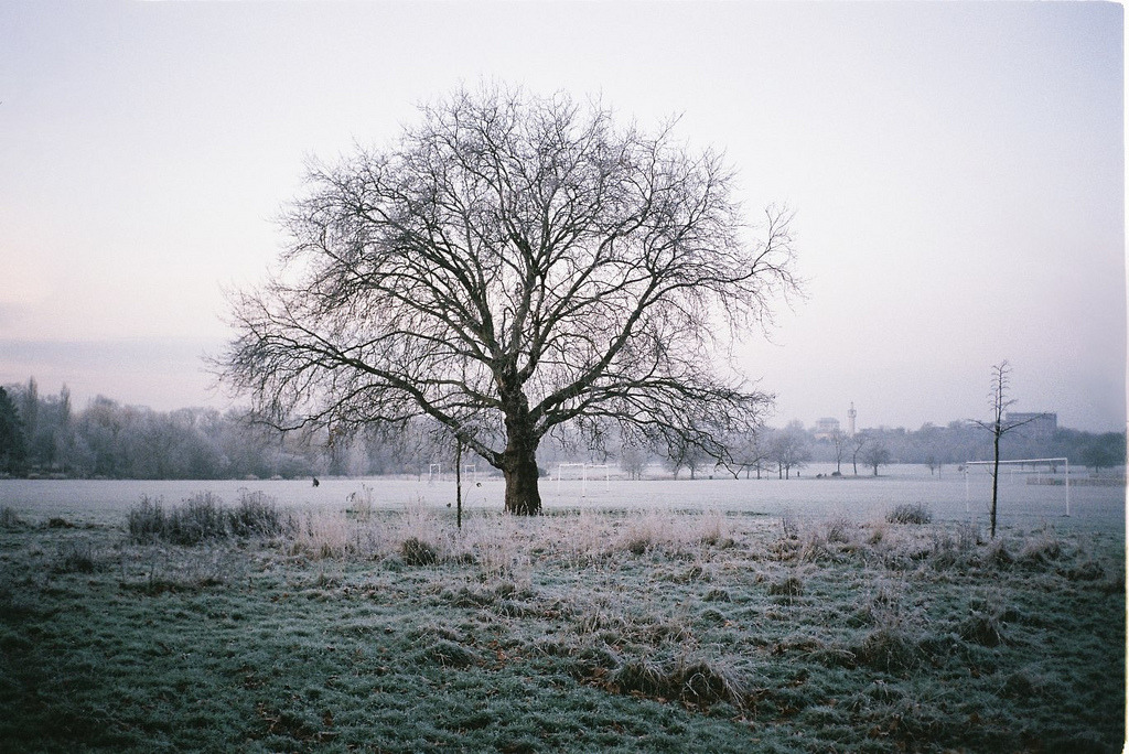 unkemptly:  lucid blog