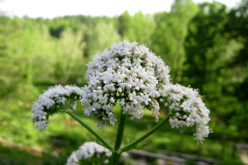 May 2015 - Valerian / Valeriana officinalisStarted this from seed last year. Was kind of hoping