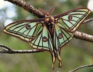 Graellsia Isabellae, The Spanish Moon Moth, Is In The Silkmoth Family Saturniidae. It Is The Only Species