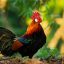 jungle-fowl