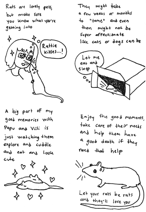 marras6:Beginner advice on rat keeping Check out my other rat comic What I learned from having pet r