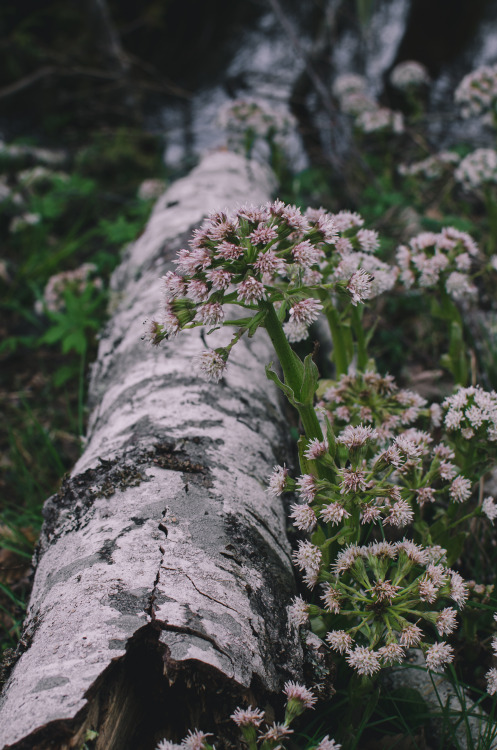 Swamp Flowers Print Shop