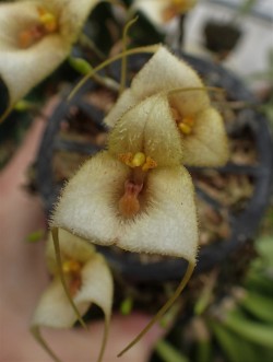 orchid-a-day: Dracula deltoidea January 7, 2018  