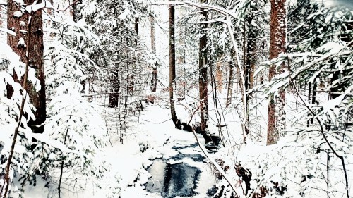 Winter's Tale