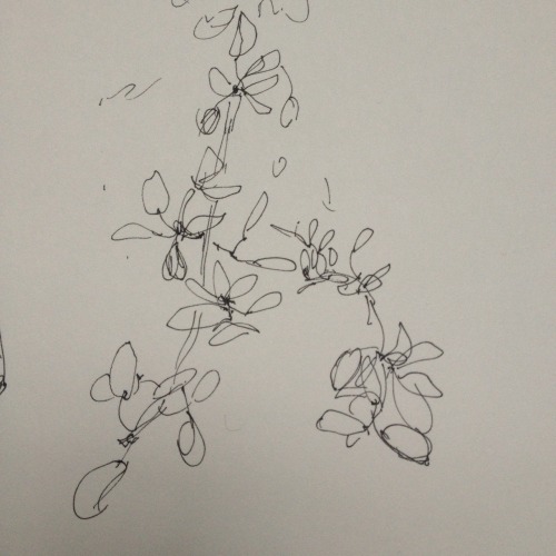 heroko:  gestural drawings of plants