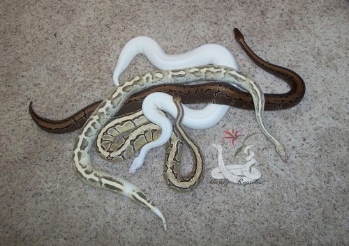 Porn photo i-m-snek:  Oops I dropped my noodles  