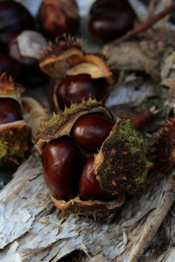 greenreblooming:  signs of season_chestnuts