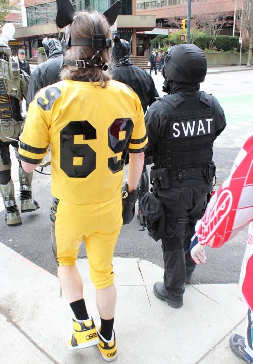 Hawk, the PVC football dog, on supervised walkies on the streets of Vancouver, BC, Canada.