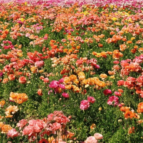 cashewcide: Springtime