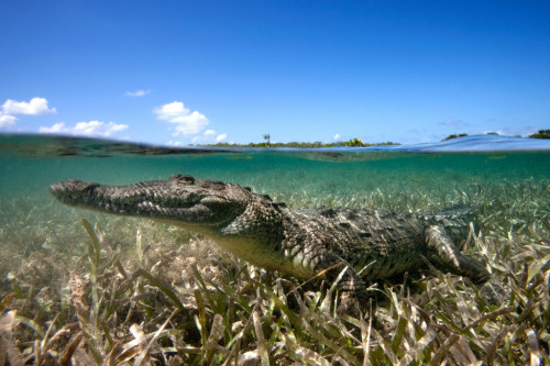 Sex tulipnight:  American Crocodile - Jardines pictures