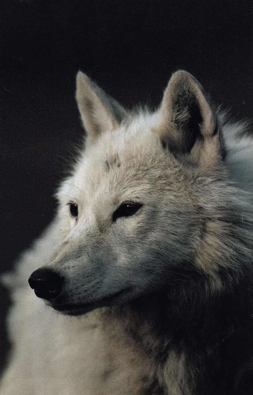 plastexxx:  National Geographic Magazine, May 1987, “At Home with the Arctic Wolf”.